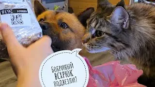 Kubik the dog and Moroshka the cat received the gifts of their dreams! the pigeon is losing his fear
