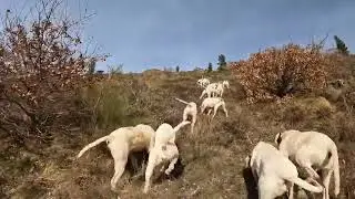 Félines Minervois Chasse de l'aprés midi Porcelaines des Hurleurs du Minervois