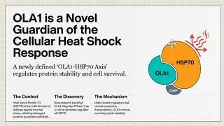 Study Analysis OLA1 protects cells in heat shock by stabilizing HSP70