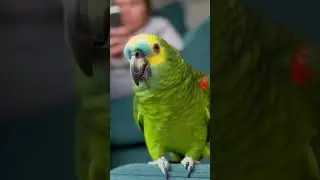 The Parrot Can&rsquo;t Handle Cat Hygiene