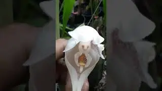 Anguloa virginalis