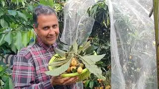 Kim Shares The Many Benefits Of Loquat Fruit