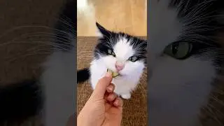 Have you tried this easy trick? 🤪 #mauriandcucumbers #cucumbercat #cat #funnycats