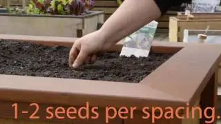How to Plant Mustard Greens by Seed