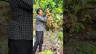 Harvesting Longan: Bountiful clusters show the joy of harvest!