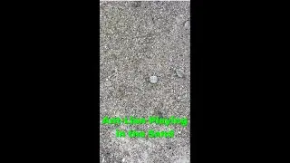 🕷️Ant Lion Playing in the Sand