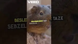 Sevimli Kobay Fareleri!