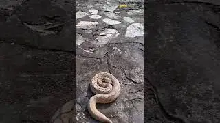 This Snake Sounds Like A Pressure Cooker - The Warning Sound ⚠️‼️| Russell's Viper | Naveen Raki |