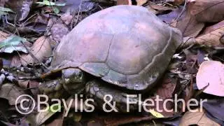 Asian brown tortoise, Malaysia. 20110815_012551.mp4