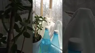 Cat thriller