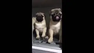 HERMOSOS CACHORROS ⭐PUG CARLI&Ntilde;OS⭐PER&Uacute; CRIADOR C&Eacute;SAR VARGAS