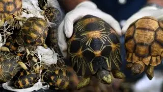 Customs Dept seizes smuggled tortoises at KLIA