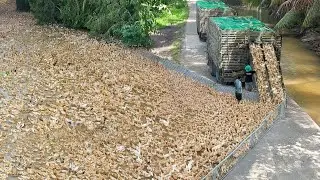 How They Transport Millions of Ducks by Truck