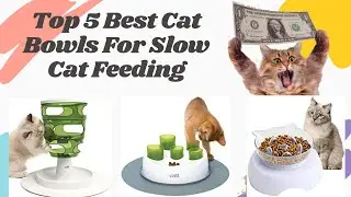 Top 5 Best Cat Bowls For Slow Feeder