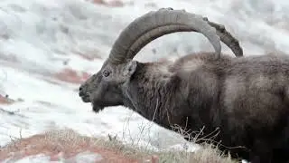 Markhor Exploring the Majestic Symbol of Mountain Peaks