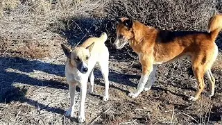  It seems the dogs are enjoying themselves. Please subscribe.