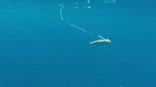 Captain Jak's Fishing