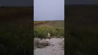 .556 tracer ricochet