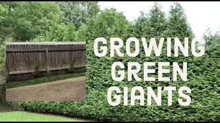 Как быстро растут туи сорта Green Giant? ⏰🌲⏰