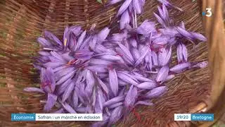 Pouldreuzic (Finist&egrave;re) : la cueillette du safran