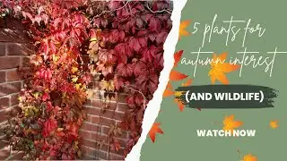 Five plants for autumn interest (and wildlife)