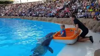 Amazing! See how Dolphins play with Toddler | Adorable Dolphins playing and having good time.