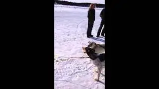 Dog Sled Teams & Leadership: The Difference in Behavior Between Lead Dogs & the Rest of the Pack