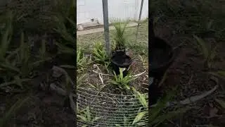 A Grass Tree for 