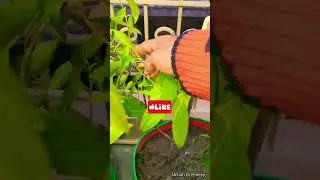 क्या आप जानते हैं कि इस मशाले को टैरेस गार्डेन में भी लगाया जा सकता है? Spice plant@urban_greenery.