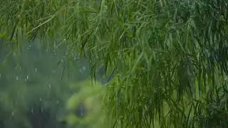 Rain sound #rain #rainsounds #nature #relax #explore #subscribe #like #youtuber #youtube #fypシ #fyp 