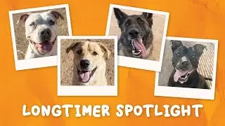 Longtimer Spotlight: $0 Pet Adoptions Tomorrow! 🎉 And Meet Jaeger, the German-Speaking Pup!