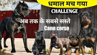 #Challenge КАНЕ-КОРСО सबसे सस्ते 🔥 Кане-корсо по самой низкой цене | Ротвейлер на продажу
