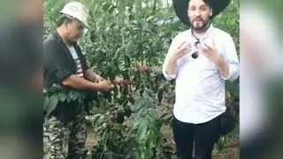Сад эксперименьальных разновидностей кофе. Суматра