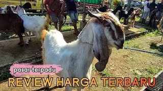 REVIEW HARGA KAMBING TERBARU DI PASAR TERPADU TULUNGAGUNG !!!