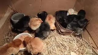 Czwarta doba kurcząt 🐣 jak karmić i pielęgnować kilkudniowe kurczęta?