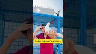 punjabi kabutar pakad liya 😍 #minivlog #vlogs