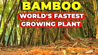 What Makes Bamboo the fastest-growing woody plant in the world
