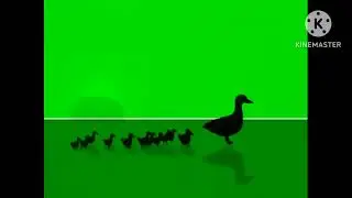 Coquette productions in color green
