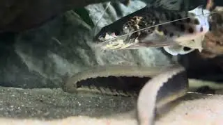 My Pictus catfish 