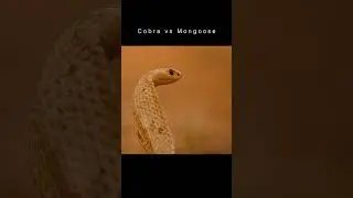 Cobra vs Mongoose | The squirrel calling mongoose for help
