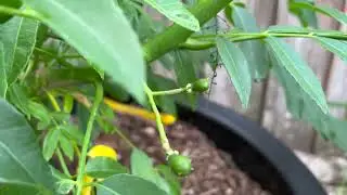 My June Plum Tree Died and Came Back to Life Stronger! Grow In A Pot With Lots Of Fruits and Flowers