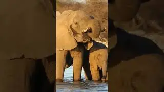 la peligrosa vida salvaje