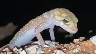 Have you ever heard a barking gecko bark?