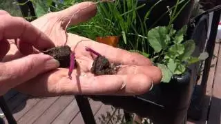 How to Grow Yams GROWNING PURPLE YAMS Ube/Ubi Dioscorea Alata from pieces of SKIN