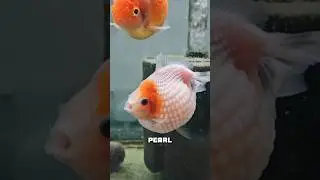 PEARL GOLDFISH
