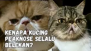 Kucing Peaknose Belekan ⁉️ Edukasi Kucing 