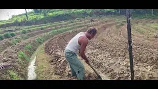 Strong Farmer Hoeing Rice Field by Hand | Real Village Life #RuralAgriculture #TraditionalFarming