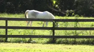 Keeping Your Horse Safe With Debi Bailey Metcalfe