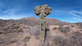 Crested Cactus 360 video