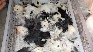 বরিশালে ডেলিভারি সম্পন্ন করলাম আলহামদুলিল্লাহ সৌখিন মুরগির বাচ্চা জন্য যোগাযোগ করুন 01739608035